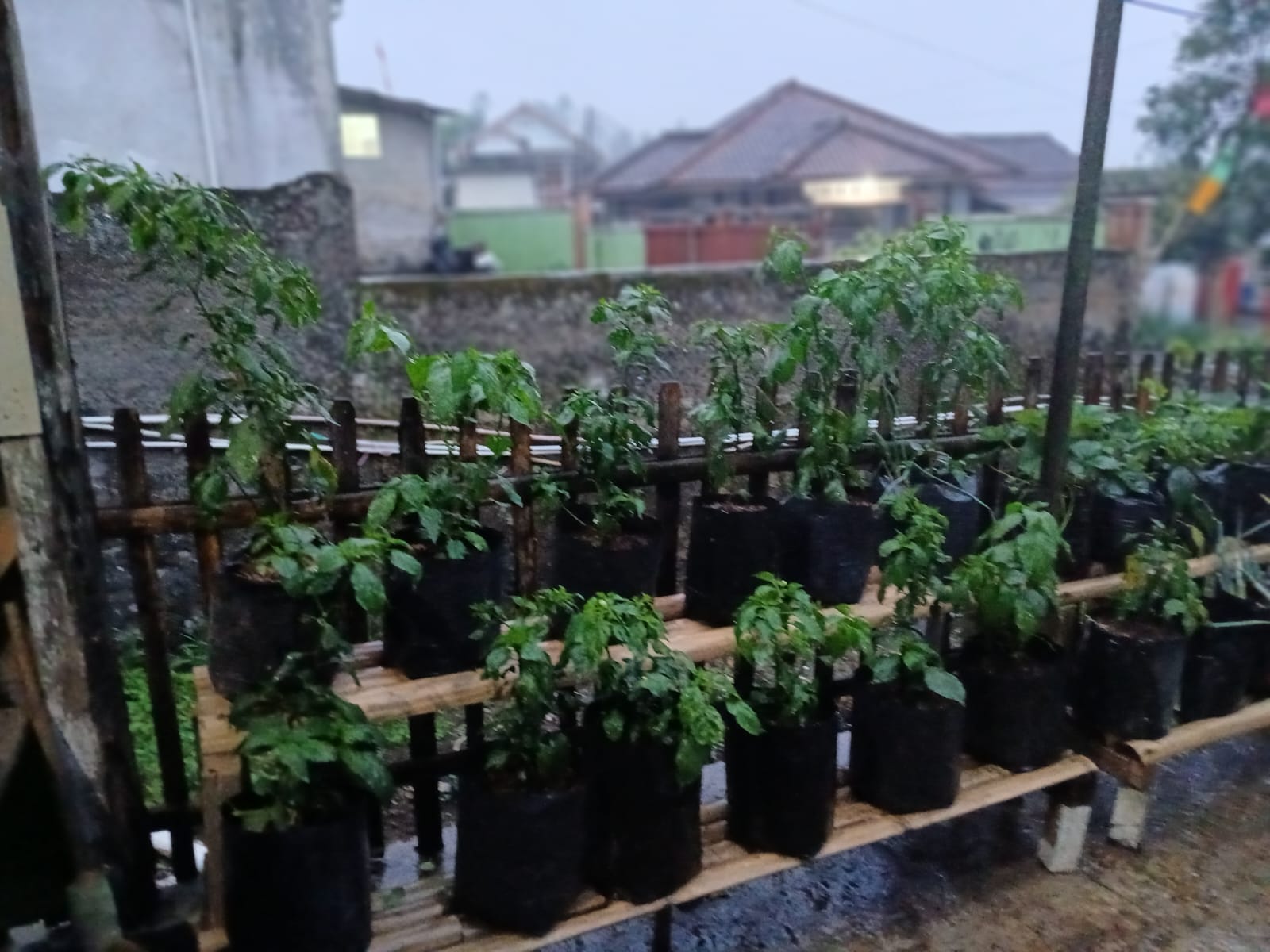 "SARUMBAI" DUKUNGAN PENGENDALIAN INFLASI